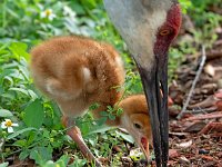 A1G5865c  Sandhill Crane (Antigone canadensis) - pair with 4-day-old colts